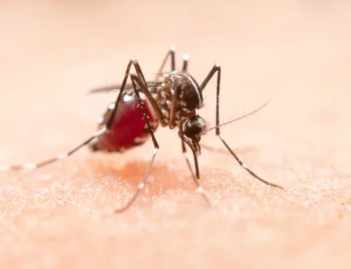 Los mejores repelentes de mosquitos para el verano